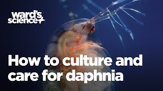 Caring and Culturing for Daphnia [upl. by Irol462]