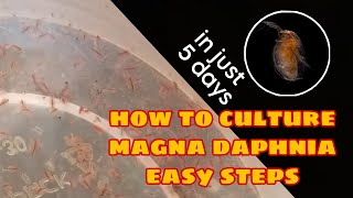 How to Culture Magna Daphnia Easily [upl. by Anomor]