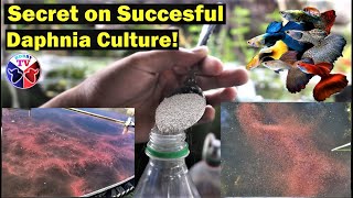 How to Culture Daphnia Successfully [upl. by Lucias]