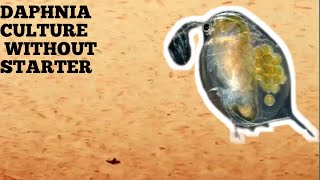 HOW TO CULTURE DAPHNIA NATURALLY WITHOUT A STARTER [upl. by Ahsitak]