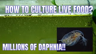 How to Culture Daphnia Secret Method to Breed MILLIONS  Simply Aquatic [upl. by Griseldis]