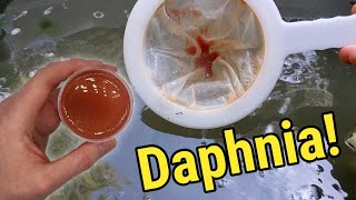 How I Culture Daphnia In Outdoor Tubs [upl. by Gurias]