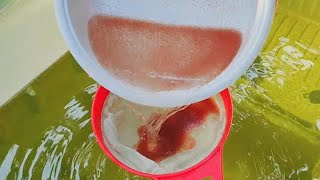 How to culture daphnia  Daphnia culture  How to grow daphnia outdoor [upl. by Ayotak]