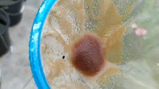 How to culture daphnia moina in a small container Part 1 English Subtitle [upl. by Ravilob]