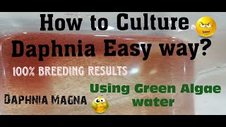 Daphnia MagnaHow to Culture Daphnia Easy wayCulturing Daphnia using Green water Daphnia [upl. by Llabmik]