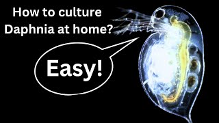 BEST Live Fish Food Beginner guide How to Culture Daphnia at home [upl. by Enelloc]