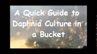 How to culture daphnia outside [upl. by Eednam458]