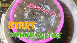 How to culture daphnia moina the easy way 1  Starting the Daphnia culture [upl. by Benkley]