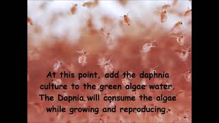 Daphnia  How to grow daphnia in your home [upl. by Aibun]