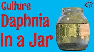 How to Culture Daphnia in a Jar [upl. by Drahcir536]