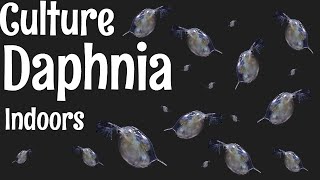 How to Culture Daphnia [upl. by Sofer693]