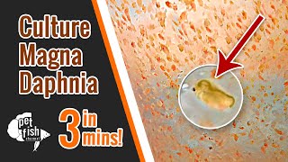 How to culture DAPHNIA MAGNA  The easy way [upl. by So]