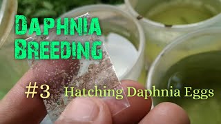 Daphnia Culture made simple and easy 3  Hatching Daphnia eggs [upl. by Newol77]