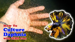 How to Culture Daphnia with ZERO Cost  Unlimited Live Food For Our Fish [upl. by Naenej]