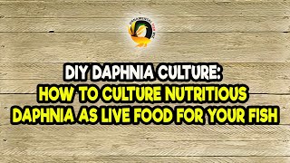 DIY Daphnia Culture How to Culture Nutritious Daphnia as Live Food for Your Fish [upl. by Heigho]