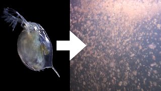 How I Culture Daphnia [upl. by Anertac]