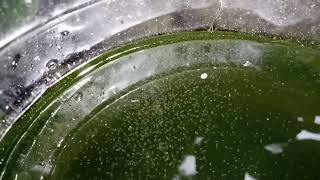 DAPHNIA MOINA CULTURE IN A SMALL BUCKET [upl. by Osbourn]