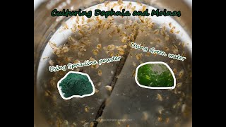 How To Culture Daphnia and Moinas using Green Water Spirulina powder [upl. by Lehcer]