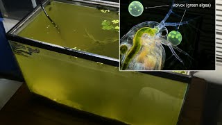 Raising Daphnia for the Freshwater Aquarium [upl. by Salohcim]