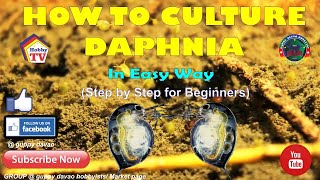 HOW TO CULTURE DAPHNIA In Easy Way [upl. by Ynohta]